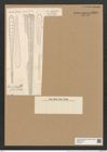 Climacosphenia australis Kuetz. (de-Toni-Nr.: Genus 87, Species 2984) Zeichnungen Sammlung Grunow Nr. 6090 (NHMW-BOT-W0374611)